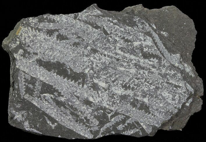 Fossil Graptolites (Didymograptus) - Great Britain #67991